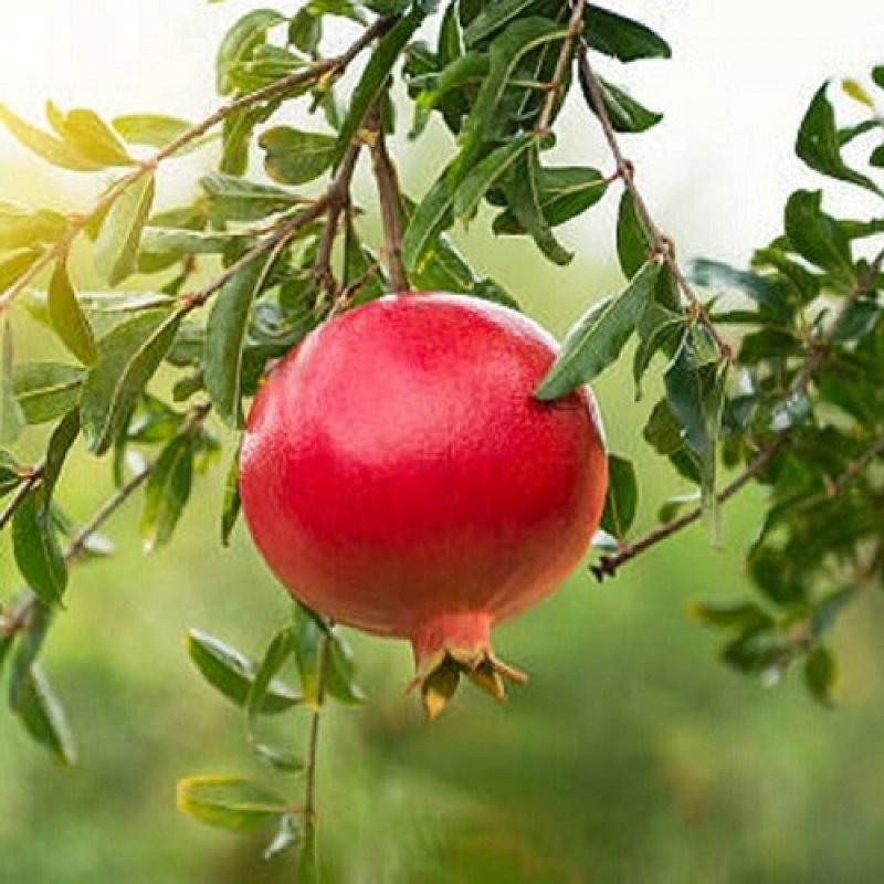 Granátovník púnsky (Punica Granatum) ´SALAVATSKI´ - výška 200-250 cm, kont. C70L (-18°C) - VIACKMENNÝ